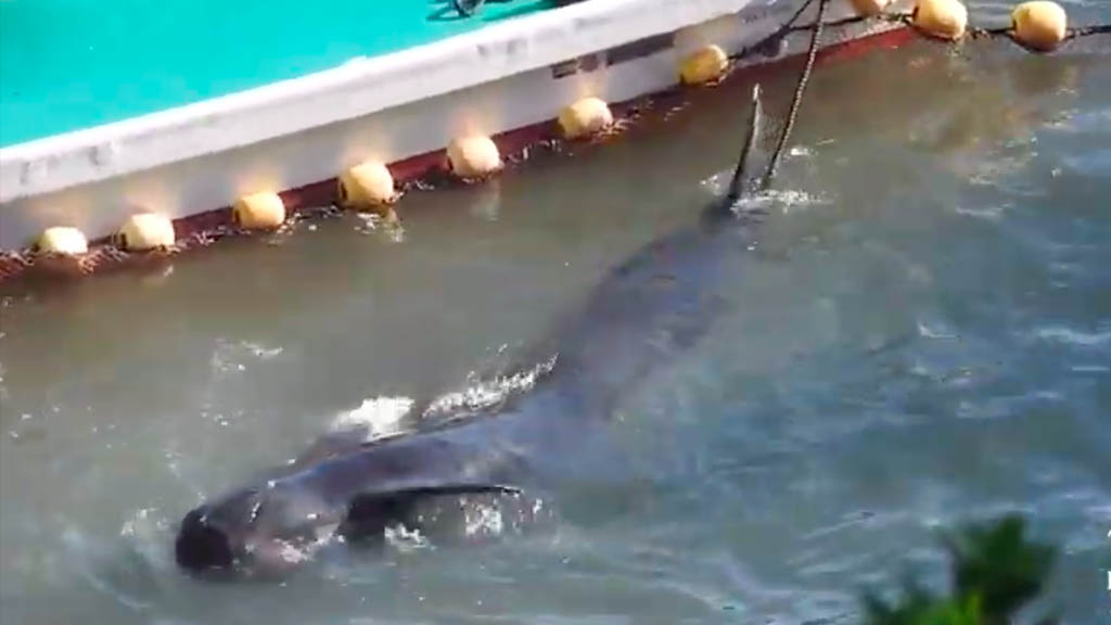 #Video Cazadores arrastran a ballena agonizante en aguas de Japón
