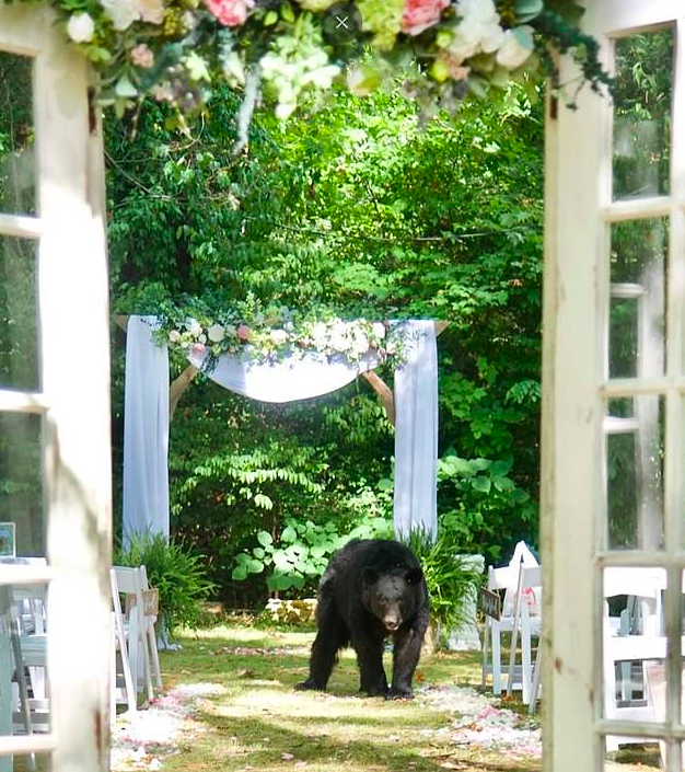 Oso grizzly irrumpe en boda en Tennessee - boda-oso2