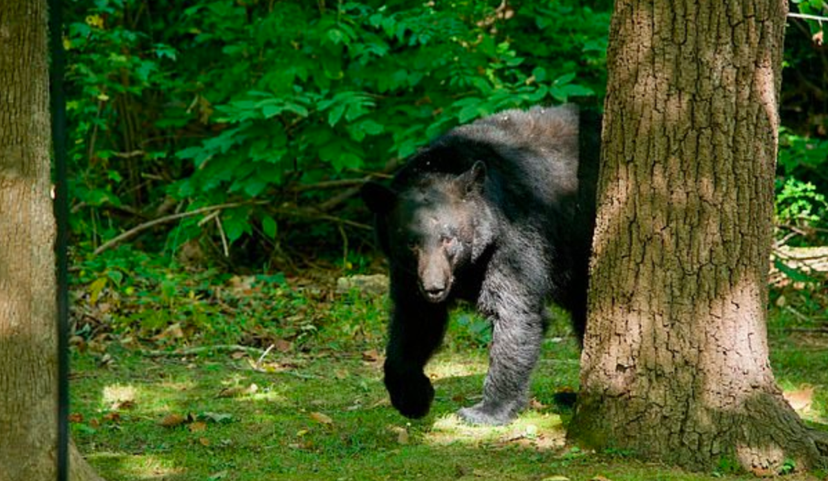 Oso grizzly irrumpe en boda en Tennessee - boda-oso3
