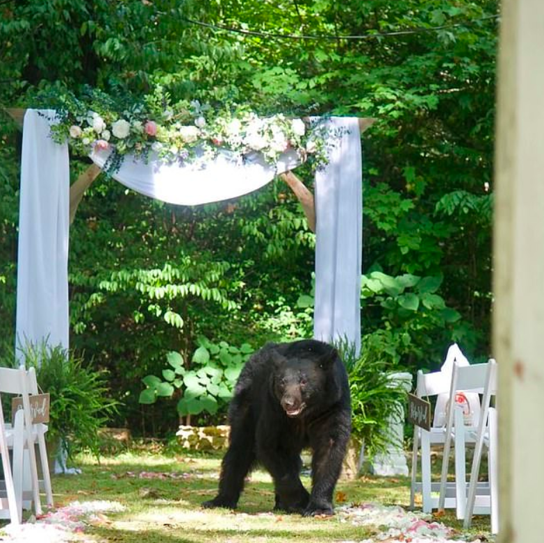 Oso grizzly irrumpe en boda en Tennessee - boda-oso4