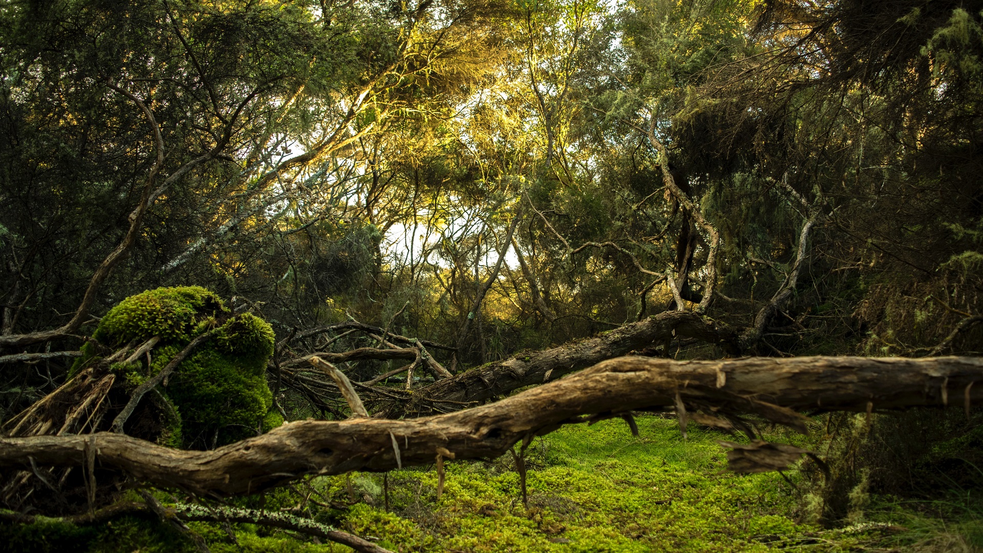 ONG sentencia que pérdida de bosques es ‘creciente’ y ‘devastadora’