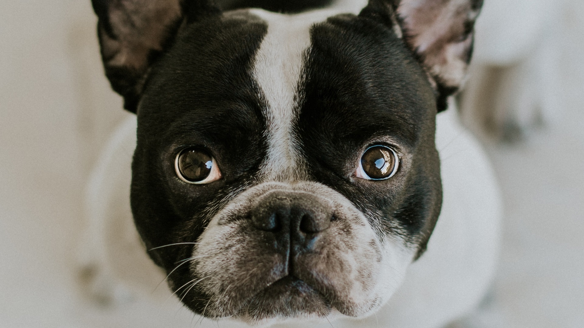 Extraña enfermedad mata a 26 perros en Noruega