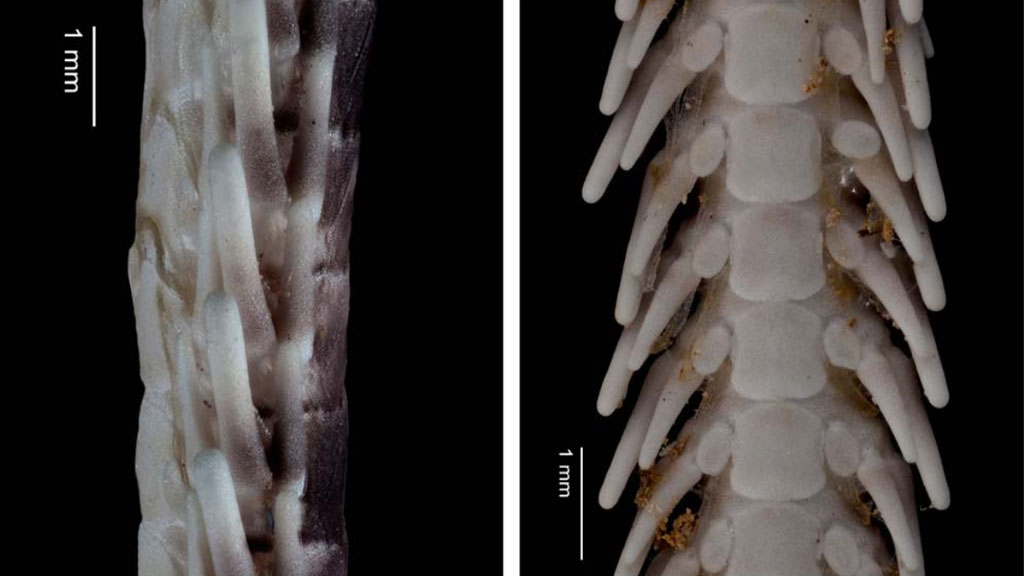 #Video Hallan nueva especie de equinodermo en Cozumel - brazo-del-ophionereis-commutabilis