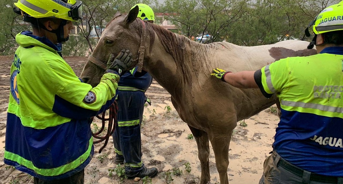 #Video Salvan a caballo arrastrado por arroyo en Nuevo León