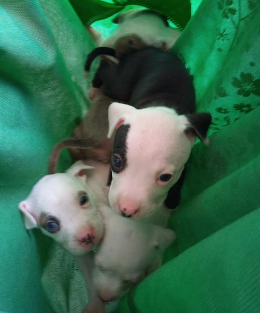 Rescatan a pitbull maltratada en Iztapalapa - cachorros-rescatados