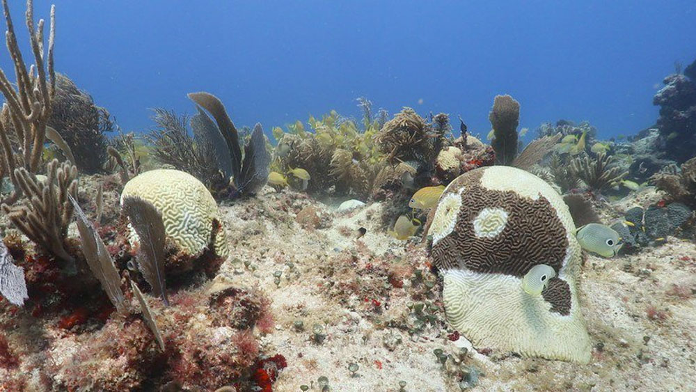 Cerrarán área natural de Cozumel para proteger corales