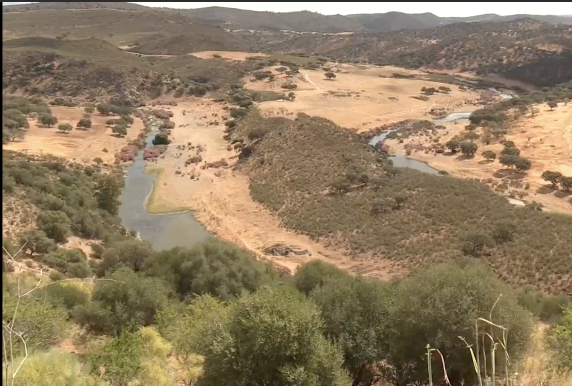 La dehesa ibérica desafía al cambio climático