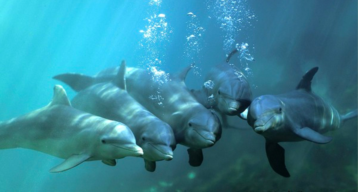 Delfines crean grandes alianzas como los humanos Delfines crean grandes alianzas como los humanos