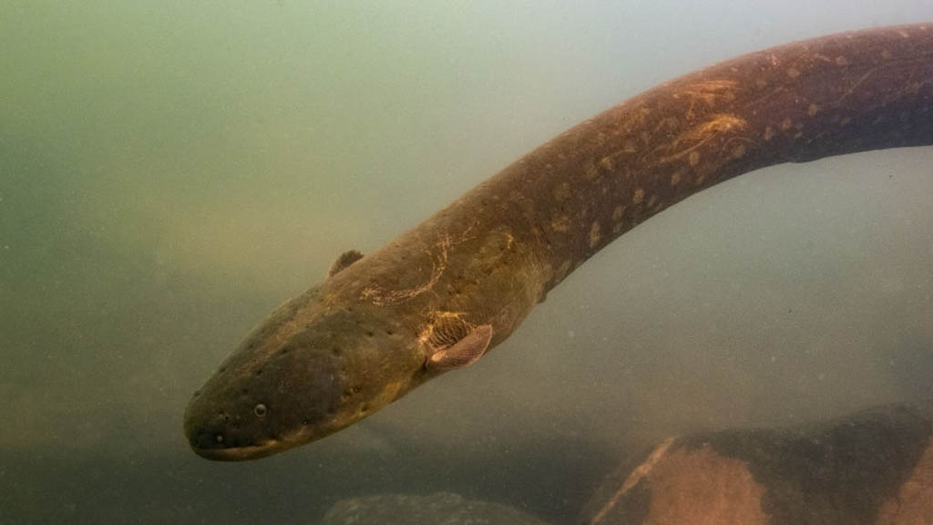 Hallan anguila eléctrica con ocho veces más voltaje que la común