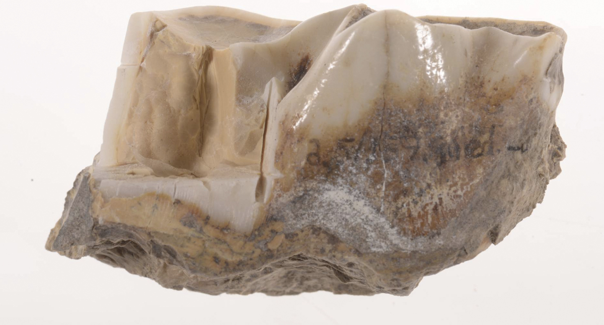 Obtienen datos genéticos de diente de rinoceronte