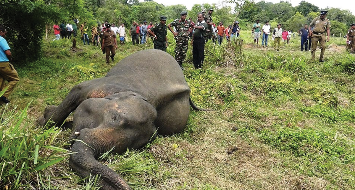 Envenenan elefantes para evitar destrucción de cultivos en Sri Lanka