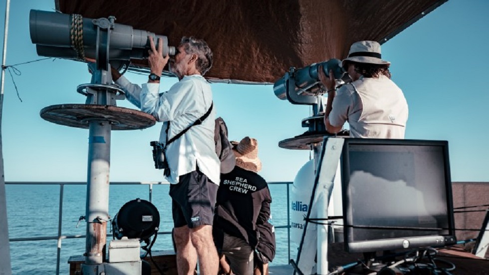 Avistan seis vaquitas marinas en el Golfo de México - expedicion-en-el-golfo-de-mexico