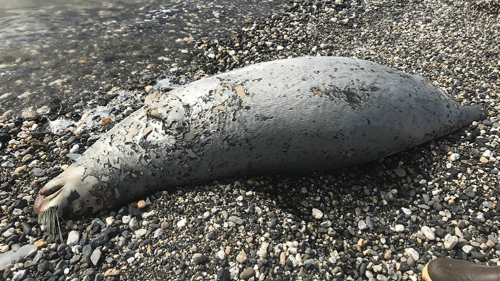 Investigan hallazgo de casi 300 focas muertas en Alaska