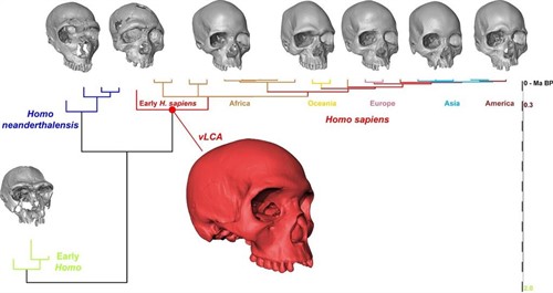 Reconstruyen virtualmente cráneo del ancestro del Homo Sapiens - fotonoticia-20190910172804-500