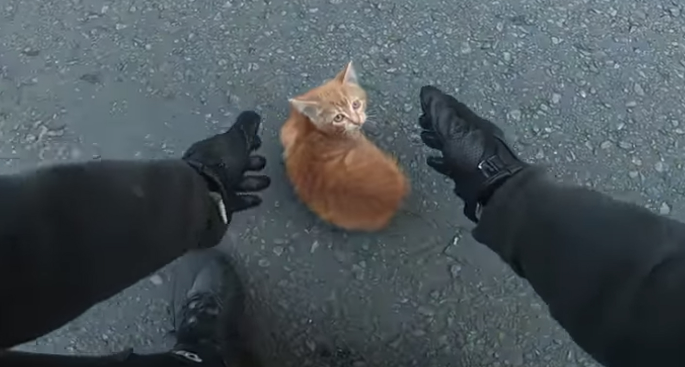 #Video El milagroso rescate de un gato en una carretera