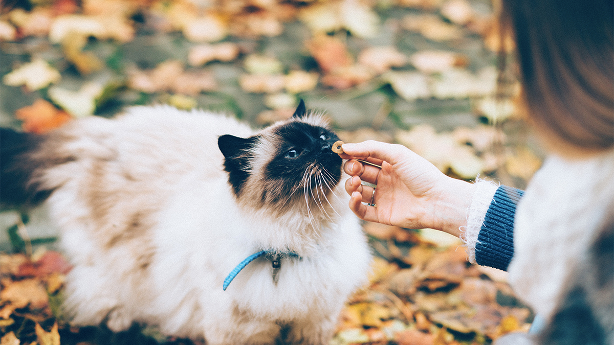Gatos crean vínculos con sus cuidadores igual que perros y niños
