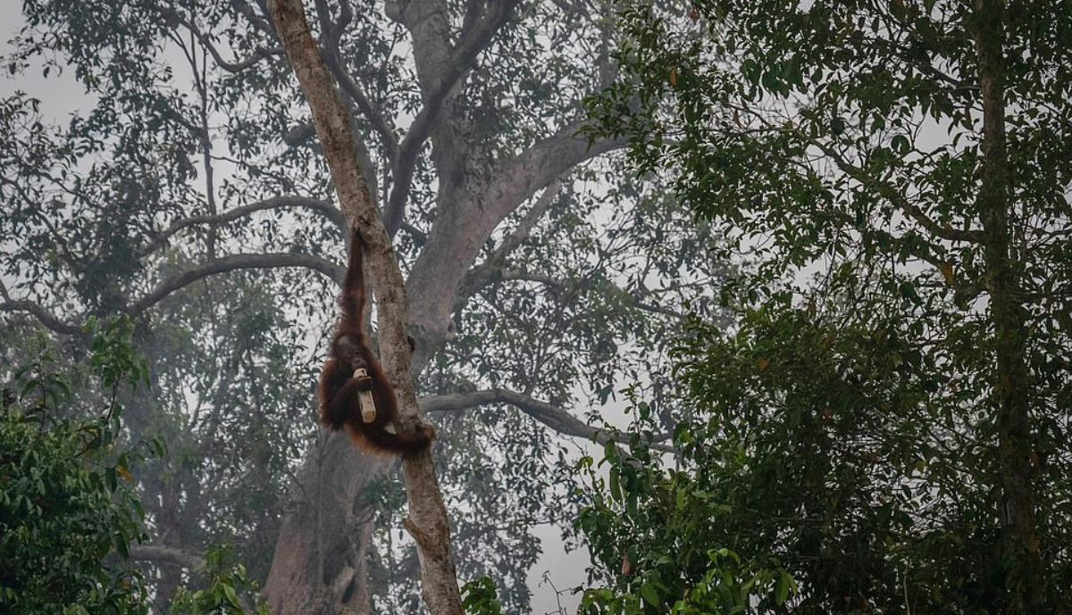 Incendios en Indonesia dejan sin hogar a orangutanes - incendios-orangutanes1