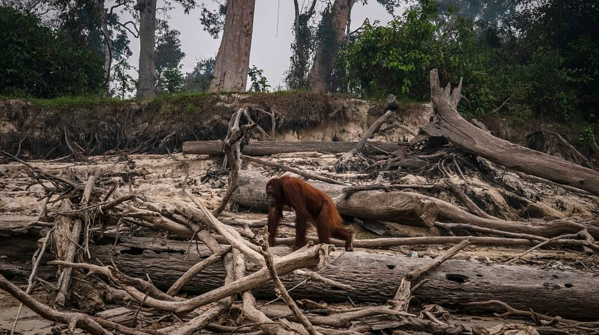 Incendios en Indonesia dejan sin hogar a orangutanes - incendios-orangutanes2