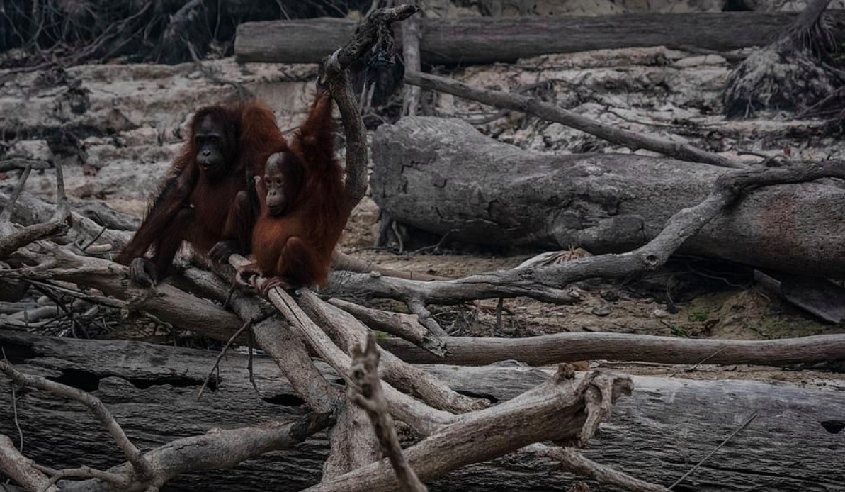 Incendios en Indonesia dejan sin hogar a orangutanes Incendios en Indonesia dejan sin hogar a orangutanes