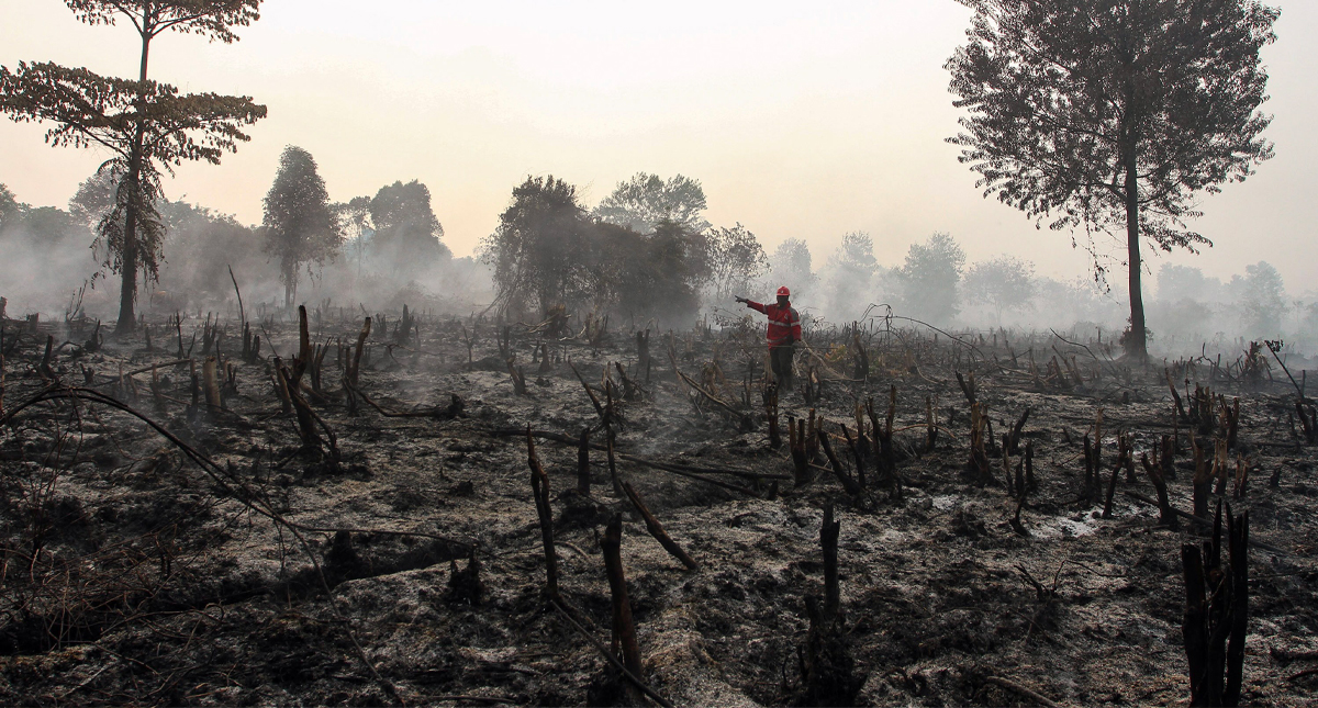 Cierre de cientos de escuelas de Asia por incendios forestales en Indonesia Cierre de cientos de escuelas de Asia por incendios forestales en Indonesia