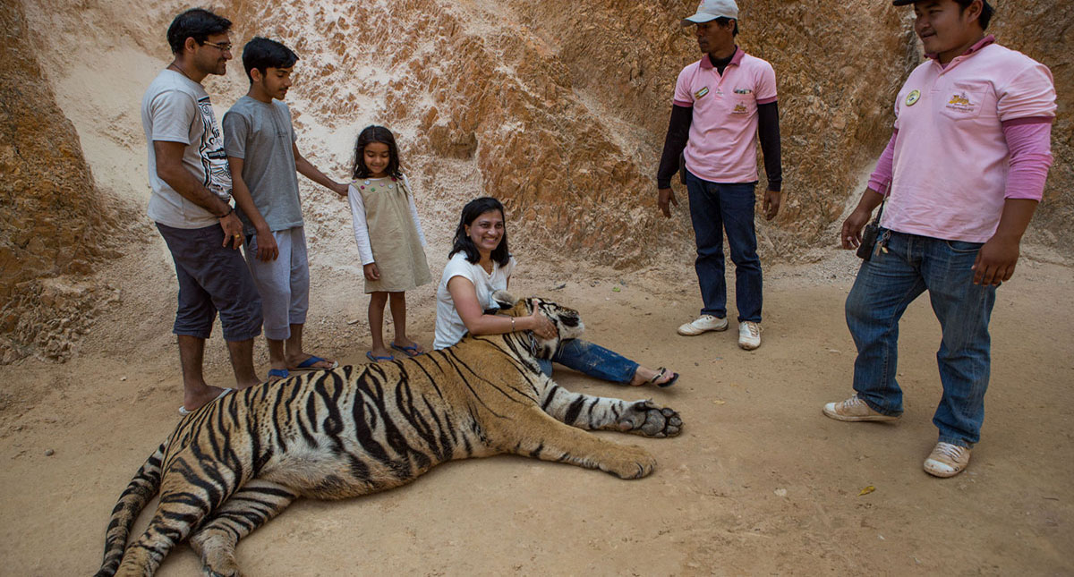 Mueren 86 de 147 tigres rescatados de templo budista