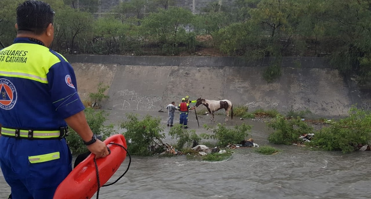 #Video Salvan a caballo arrastrado por arroyo en Nuevo León - labores-de-rescate-de-caballo-en-nuevo-leon