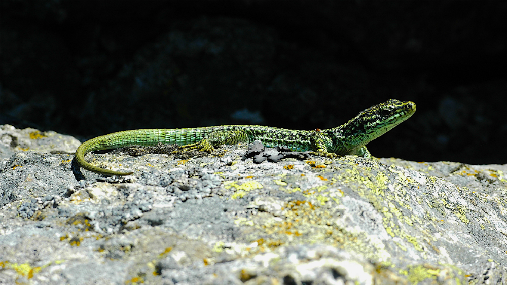 Lagartos de climas fríos, los más afectados por cambio climático
