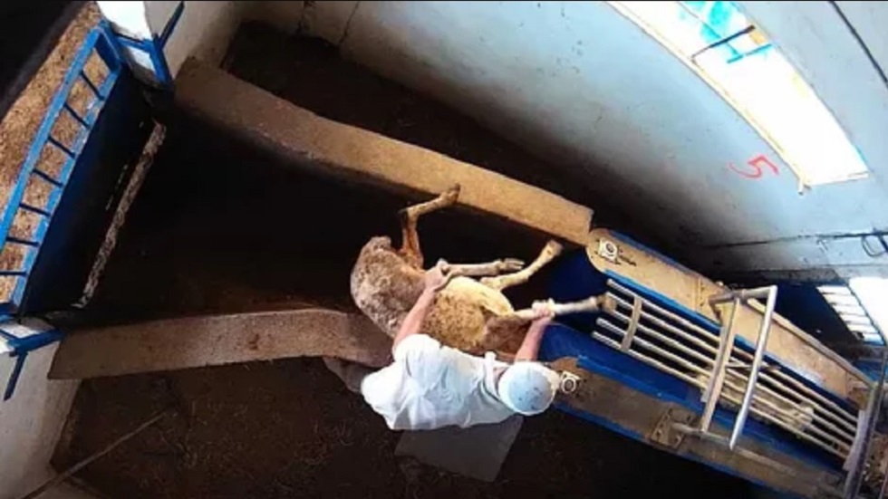 #Video Denuncian brutales agresiones animales en matadero de Madrid