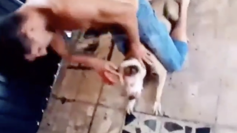 Catea PGJ domicilio de hombre acusado de maltrato animal en Iztapalapa Catea PGJ domicilio de hombre acusado de maltrato animal en Iztapalapa