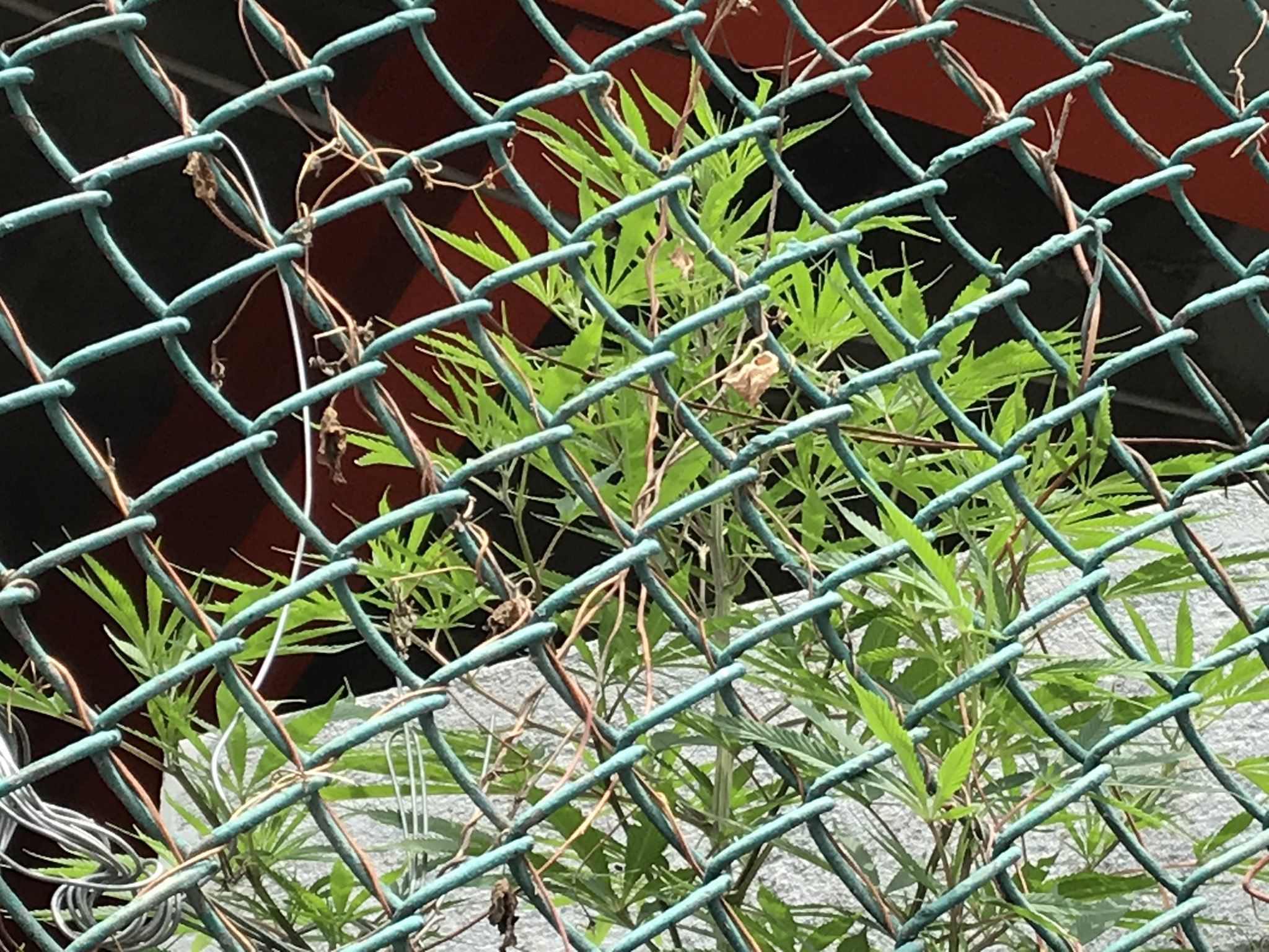 Hallan planta de mariguana en estacionamiento del AICM - mariguana-aicm