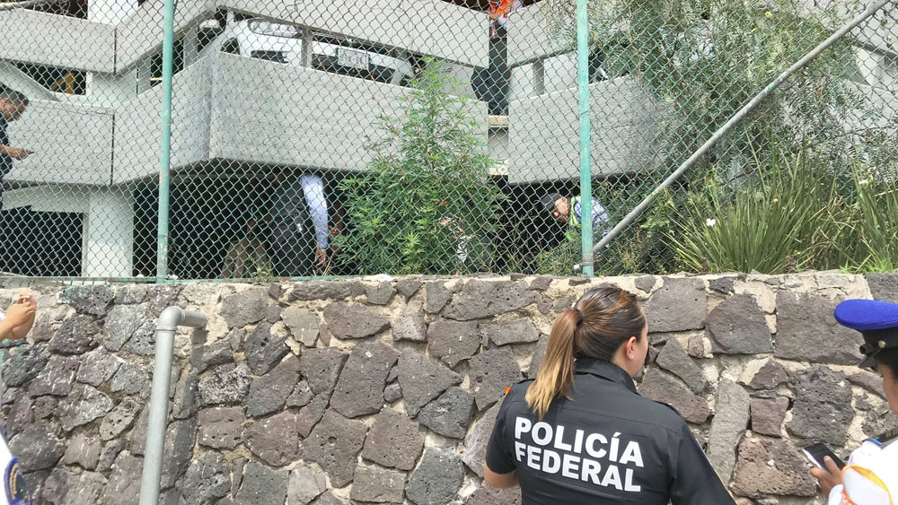 Hallan planta de mariguana en estacionamiento del AICM