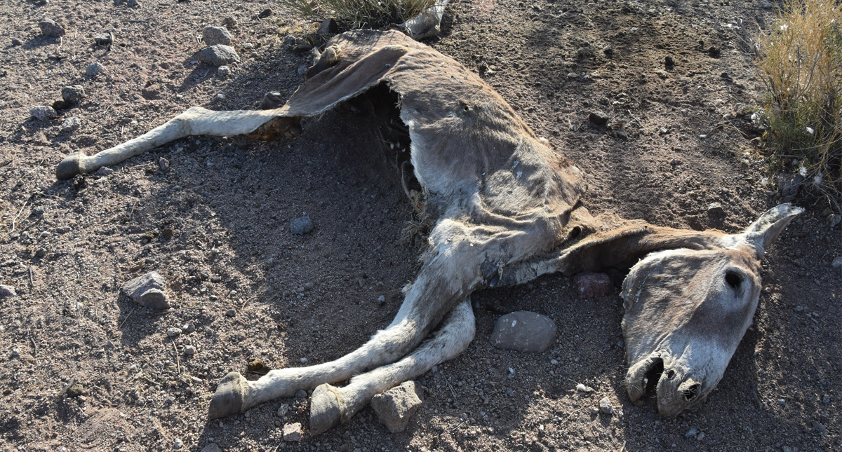 Buscan a autores de matanzas de burros en desierto de California