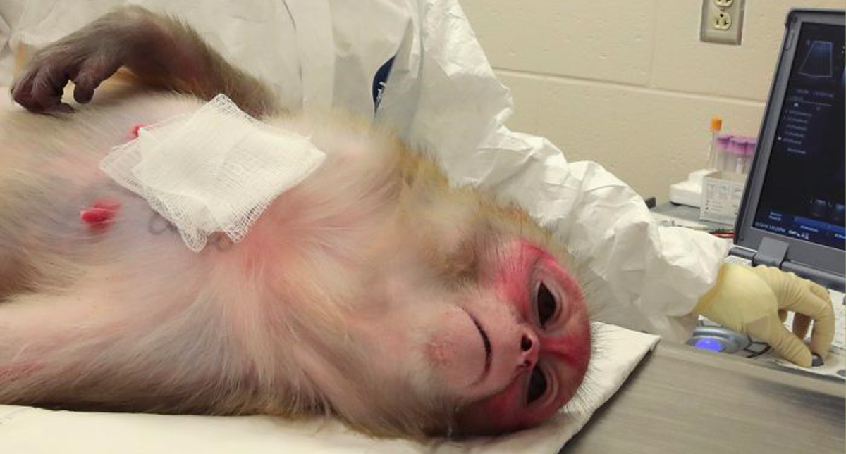 Científicos logran que monos desarrollen inmunidad al virus del Ébola