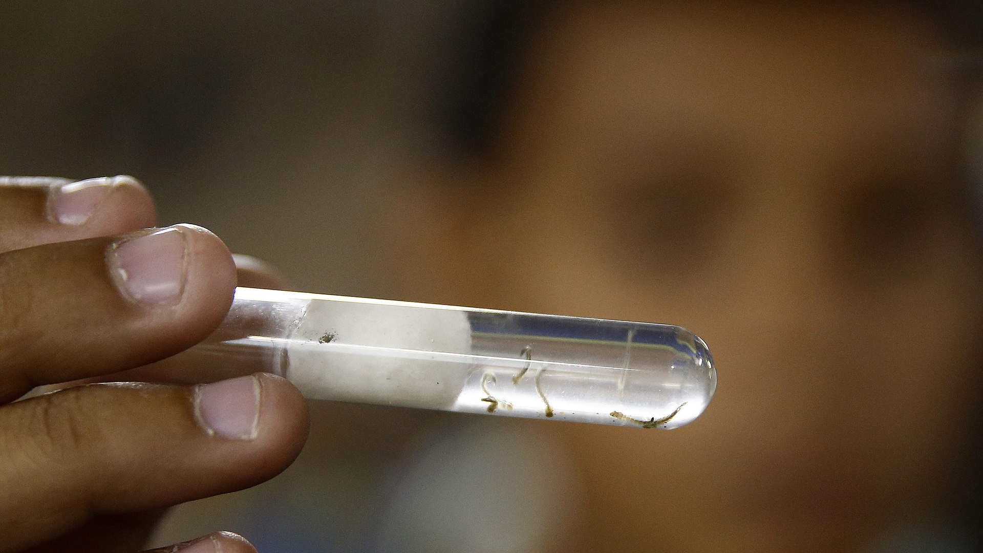 Sube a 144 cifra de muertos por dengue grave en Honduras