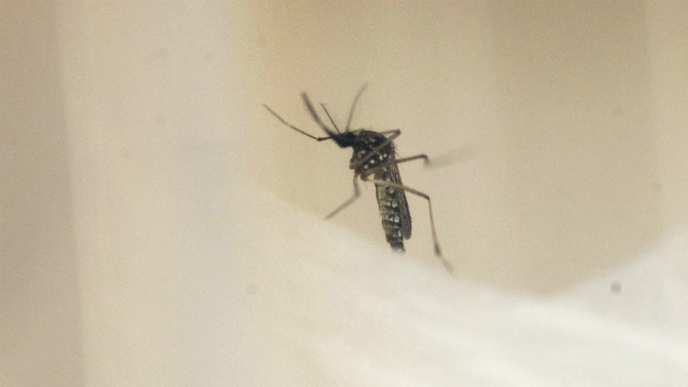 Nidos de murciélagos y drones para combatir el virus del Nilo en Sevilla