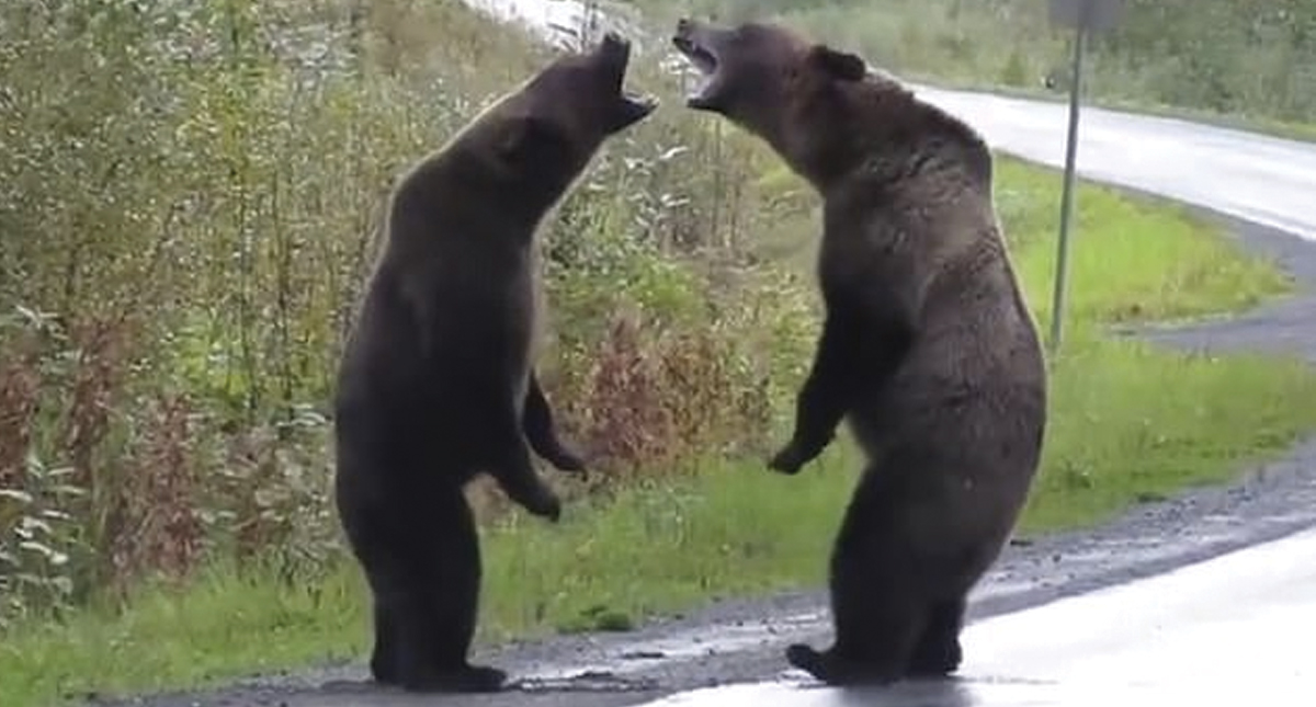 #Video Dos osos pelean en carretera de Canadá