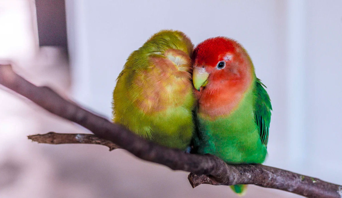 América del Norte perdió 3 mil millones de aves en casi 50 años - pajaros