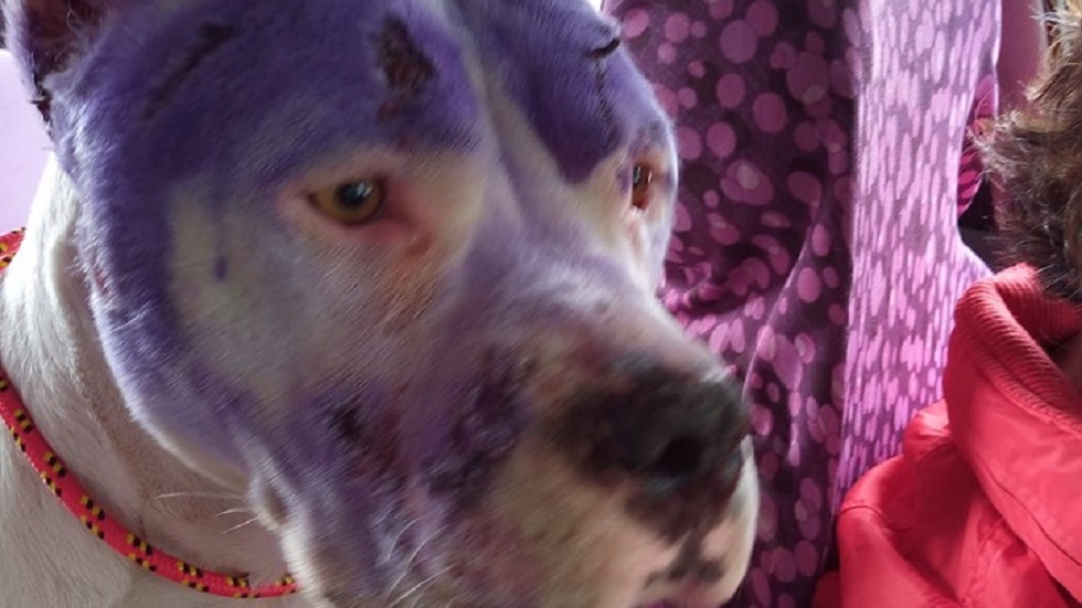 Rescatan a pitbull maltratada en Iztapalapa