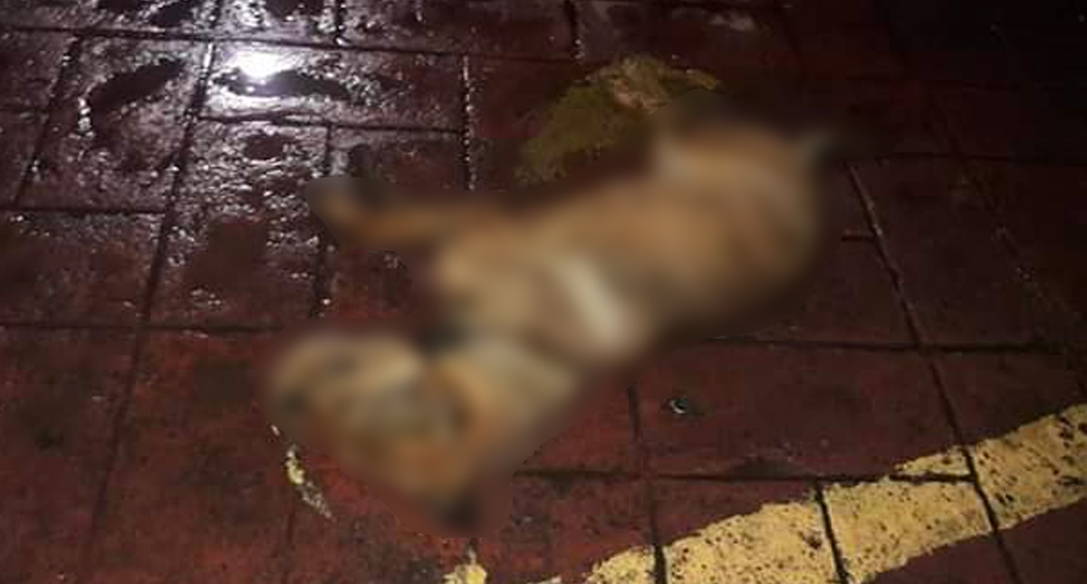 #Video Envenenan a una docena de perros callejeros en Amecameca