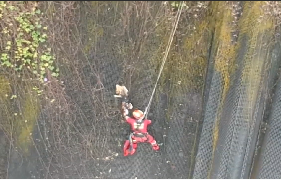 El emotivo rescate de perro que estuvo a punto de caer a un acantilado El emotivo rescate de perro que estuvo a punto de caer a un acantilado