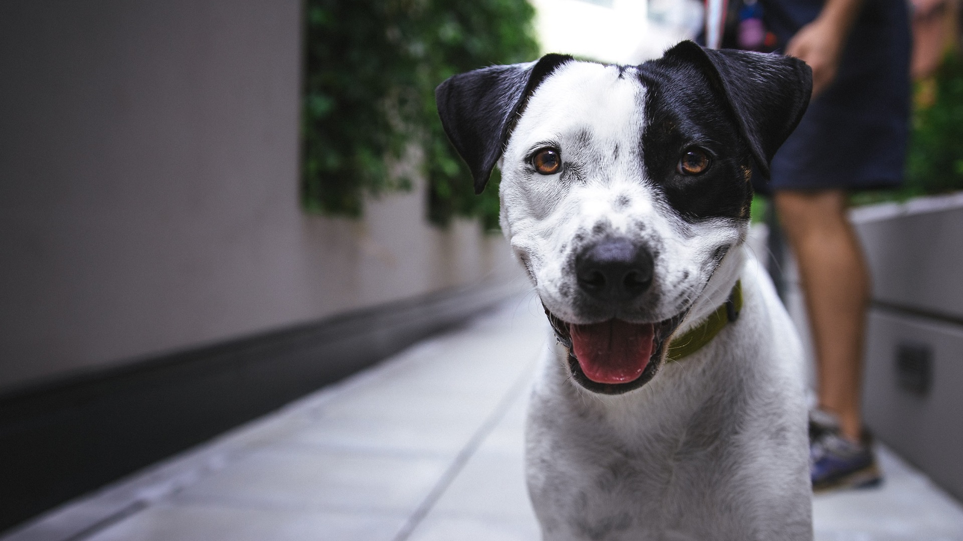 Extraña enfermedad mata a 26 perros en Noruega - perro