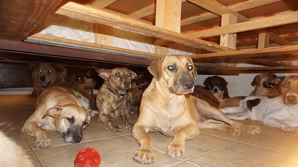 Mujer da asilo a 97 perros en su casa por huracán Dorian - perros-rescatados-en-la-recamara-de-chella-phillips