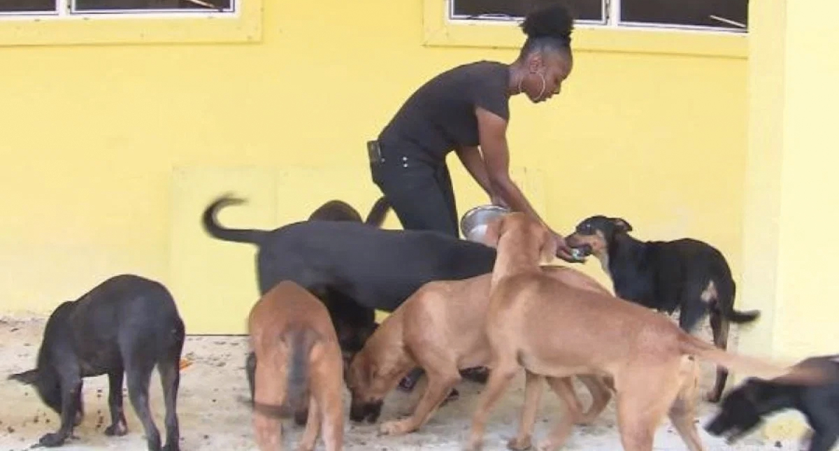 Mueren 220 perros y 50 gatos en albergue de Bahamas por Dorian