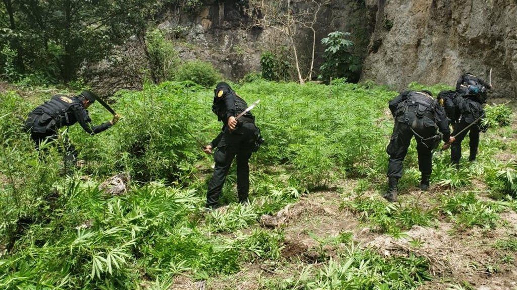 Suman 316 detenidos durante 'Estado de sitio' en Guatemala - plantio-de-mariguana