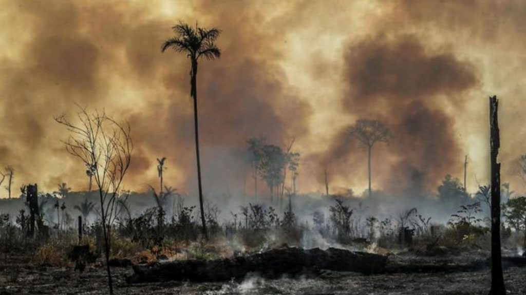 Redes mafiosas impulsan deforestación de la Amazonía