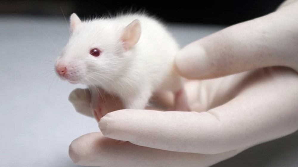 Acupuntura aminora síntomas de abstención en ratas alcohólicas