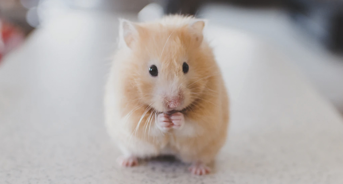 Estudio comprueba que las ratas aprenden a jugar a las escondidas