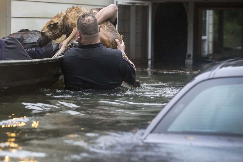 Imelda deja al menos dos muertos a su paso por Texas - rescate-de-un-perro-en-spendora-texas