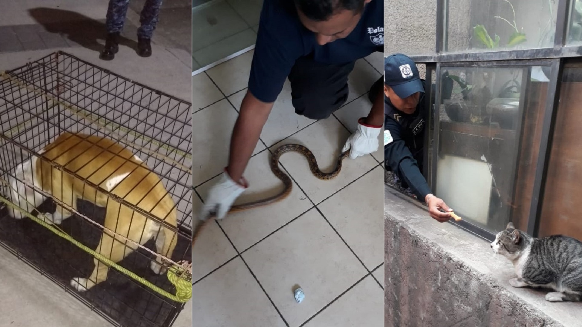 Brigada de Vigilancia Animal auxilia a doce mascotas en la CDMX