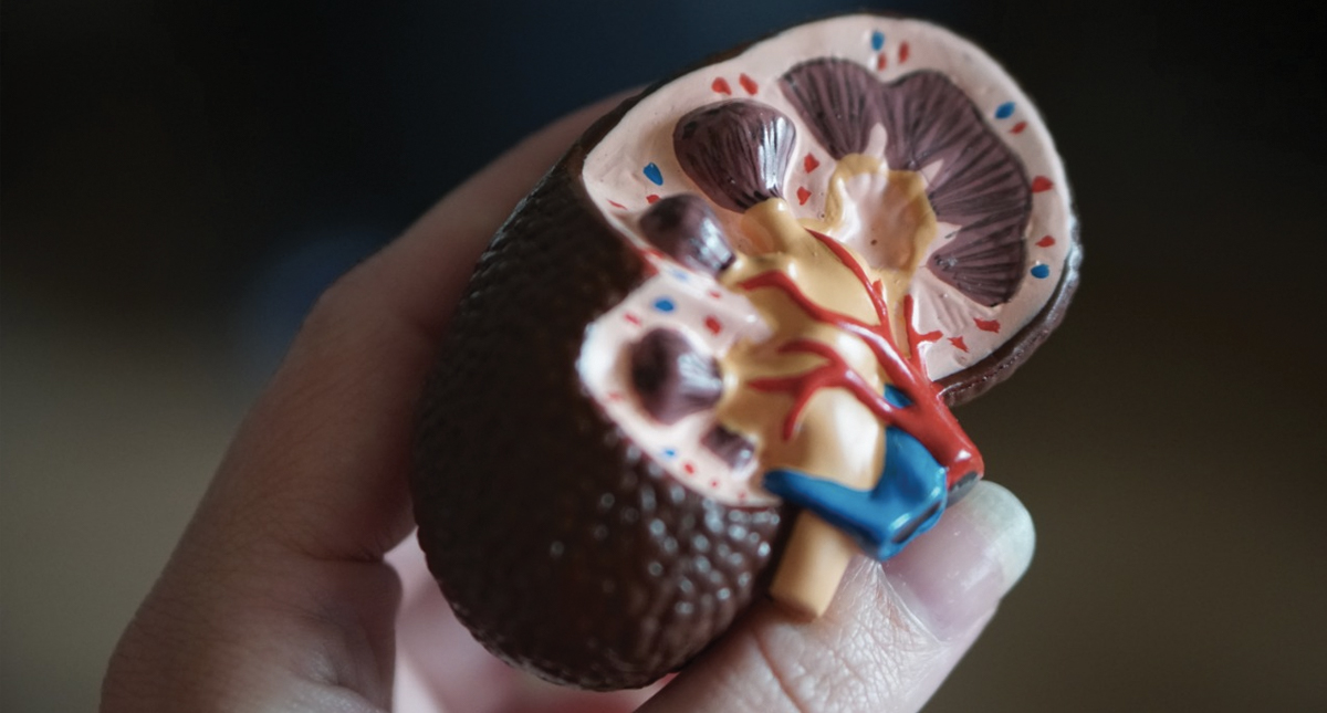 IMSS recomienda medidas sencillas para evitar infecciones urinarias